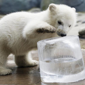 Зоопарк показал онлайн «выход в свет» белого медвежонка - «Интернет»
