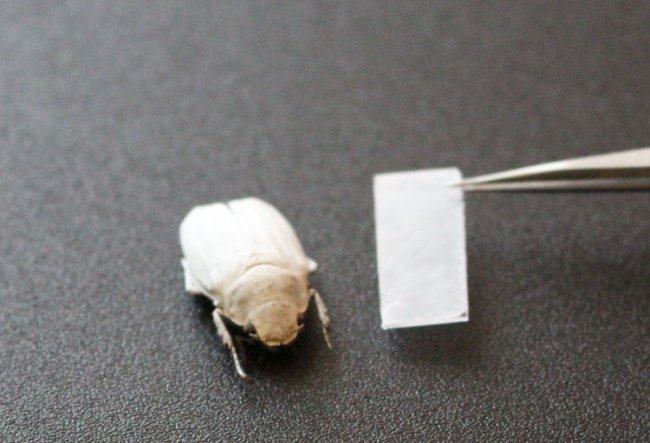 Хитиновые чешуйки жука подсказали, как получить яркий белый цвет без пигментов - «Новости сети»
