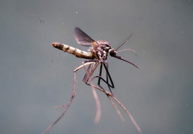 Комары научат квадрокоптеры летать в кромешной тьме - «Новости сети»