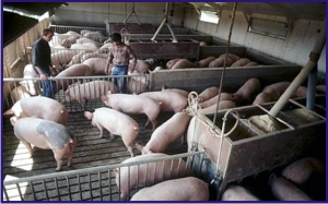Выращивание свиней как бизнес - «Заработок в интернете»