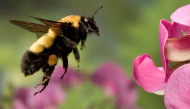 На смену BazarLoader пришел вредонос Bumblebee - «Новости»
