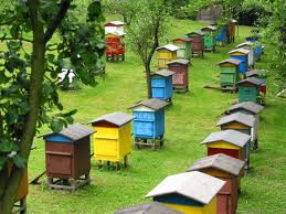 Пчеловодство как бизнес. - «Заработок в интернете»